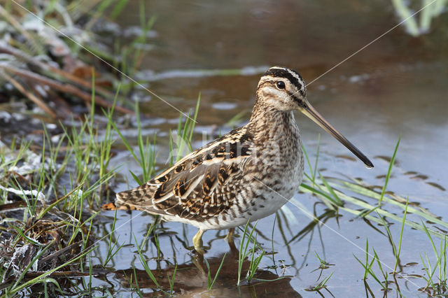 Common Snipe (Gallinago gallinago)