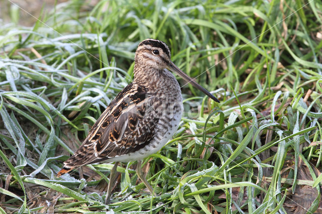 Common Snipe (Gallinago gallinago)