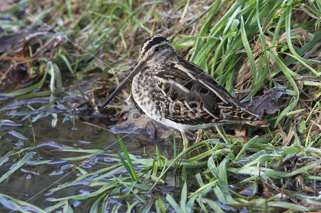 Watersnip (Gallinago gallinago)