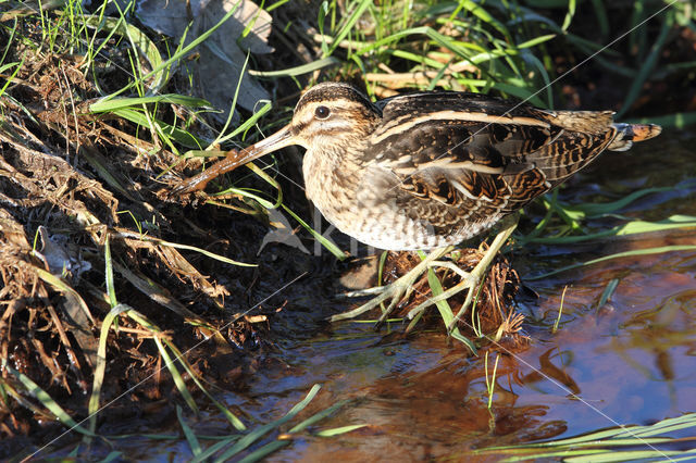 Watersnip (Gallinago gallinago)