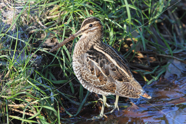 Watersnip (Gallinago gallinago)