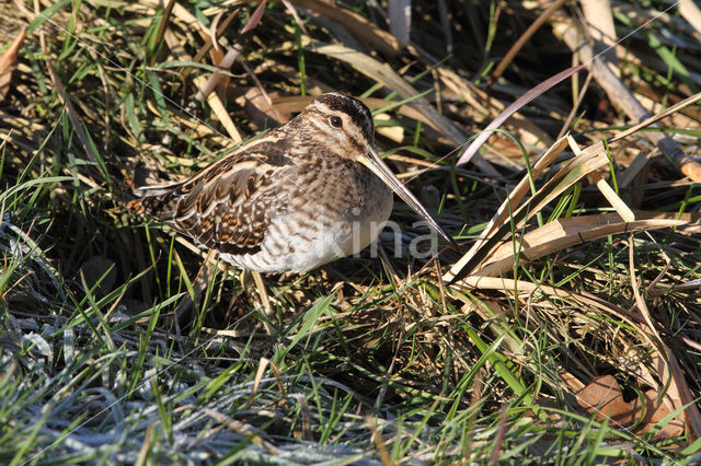 Common Snipe (Gallinago gallinago)