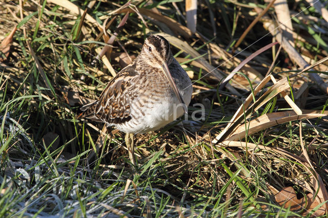 Watersnip (Gallinago gallinago)