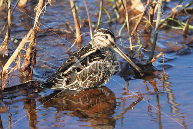 Common Snipe (Gallinago gallinago)