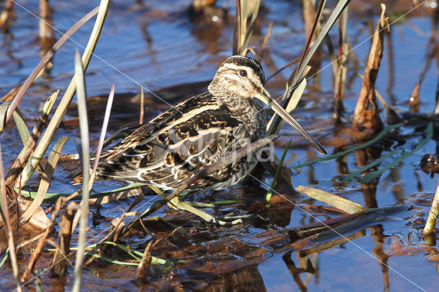 Common Snipe (Gallinago gallinago)