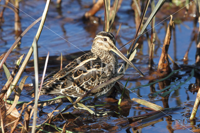 Common Snipe (Gallinago gallinago)