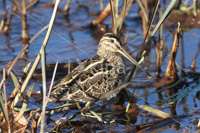 Common Snipe (Gallinago gallinago)