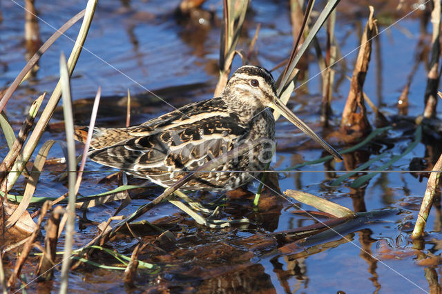 Watersnip (Gallinago gallinago)