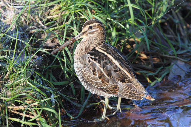 Common Snipe (Gallinago gallinago)