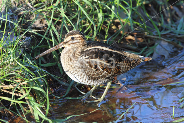 Watersnip (Gallinago gallinago)