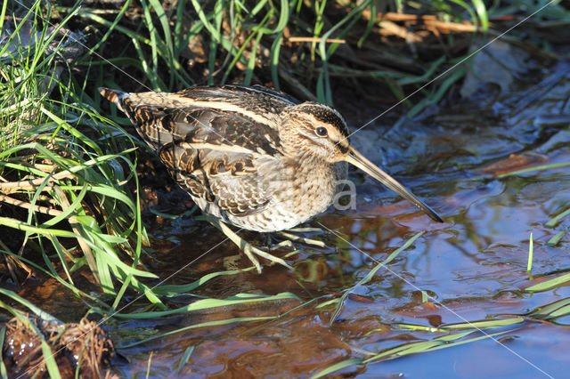 Common Snipe (Gallinago gallinago)