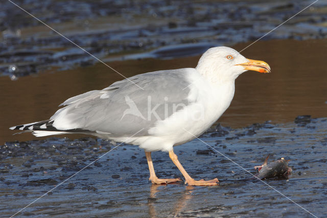 Scandinavische Zilvermeeuw (Larus argentatus argentatus)