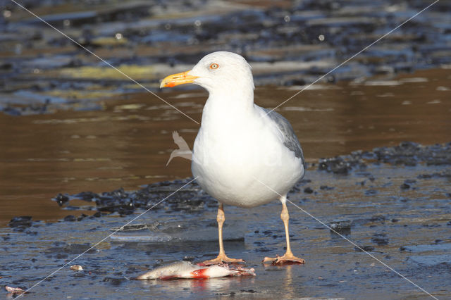 Scandinavische Zilvermeeuw (Larus argentatus argentatus)