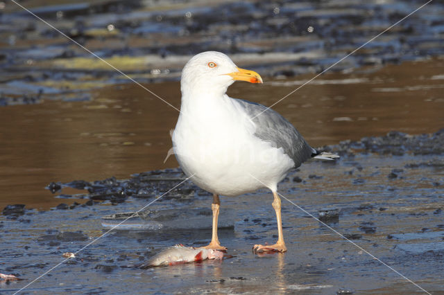 Herring gull (Larus argentatus argentatus)