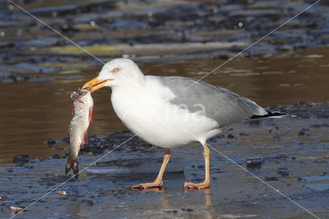 Herring gull (Larus argentatus argentatus)