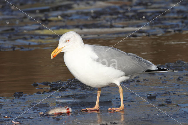 Scandinavische Zilvermeeuw (Larus argentatus argentatus)