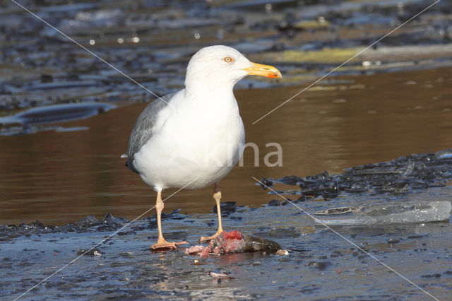 Scandinavische Zilvermeeuw (Larus argentatus argentatus)