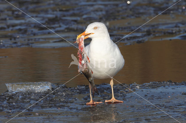 Herring gull (Larus argentatus argentatus)