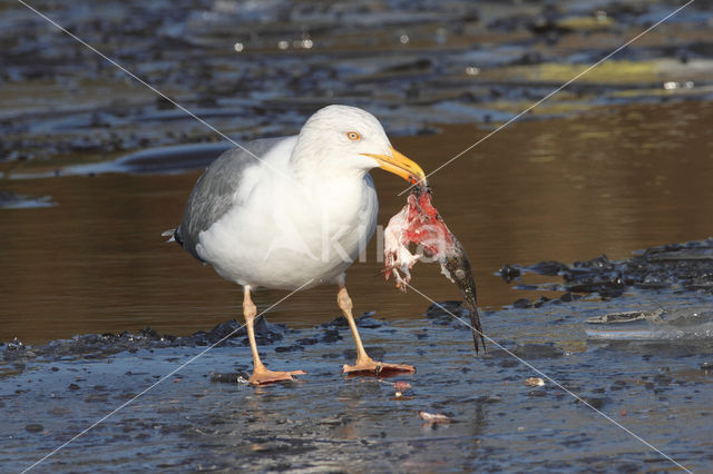 Herring gull (Larus argentatus argentatus)