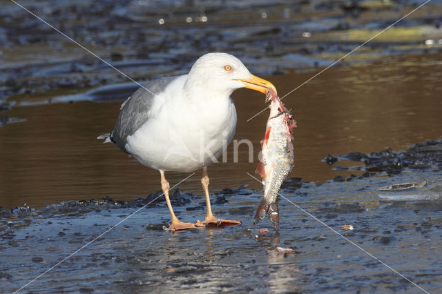 Herring gull (Larus argentatus argentatus)