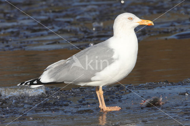 Herring gull (Larus argentatus argentatus)