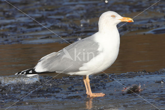 Scandinavische Zilvermeeuw (Larus argentatus argentatus)