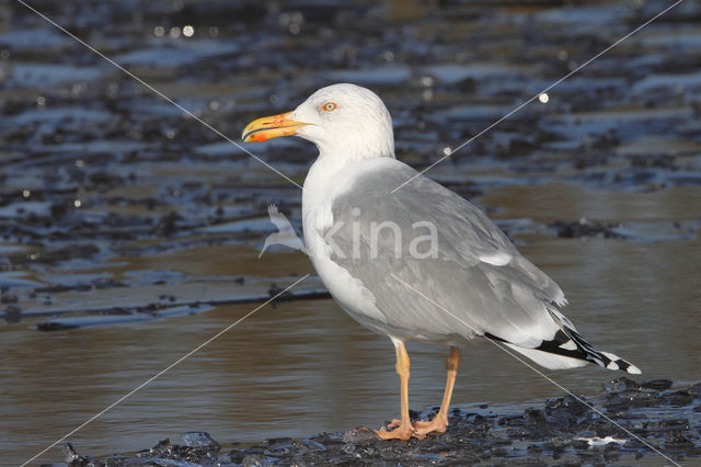 Scandinavische Zilvermeeuw (Larus argentatus argentatus)