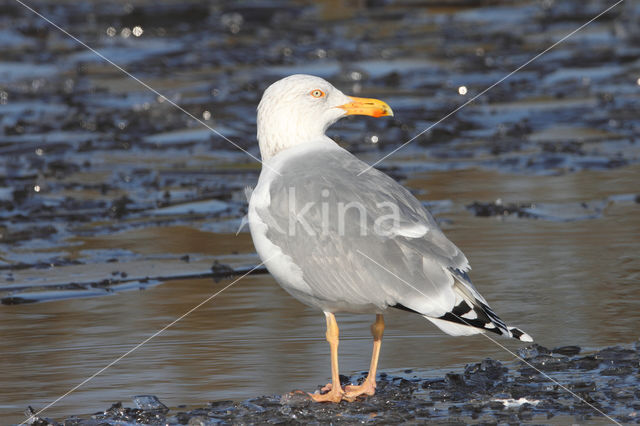 Scandinavische Zilvermeeuw (Larus argentatus argentatus)