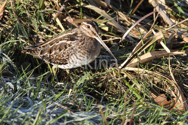 Common Snipe (Gallinago gallinago)