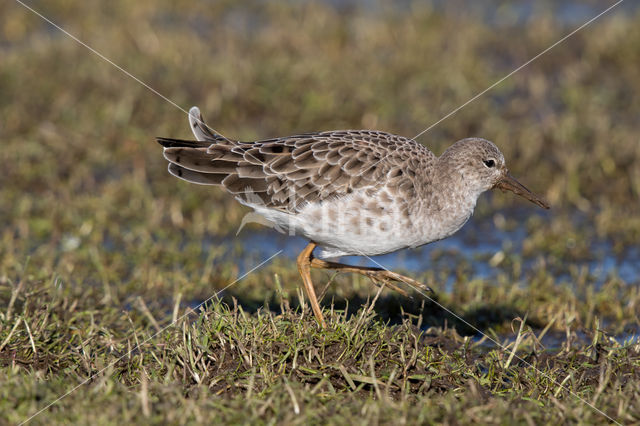 Kemphaan (Philomachus pugnax)