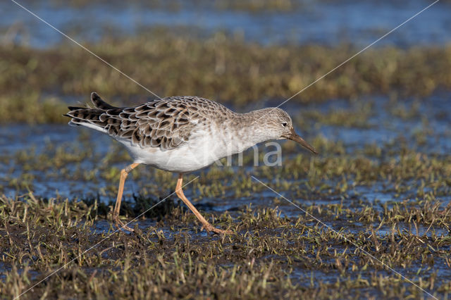 Ruff (Philomachus pugnax)