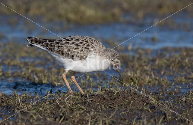 Kemphaan (Philomachus pugnax)