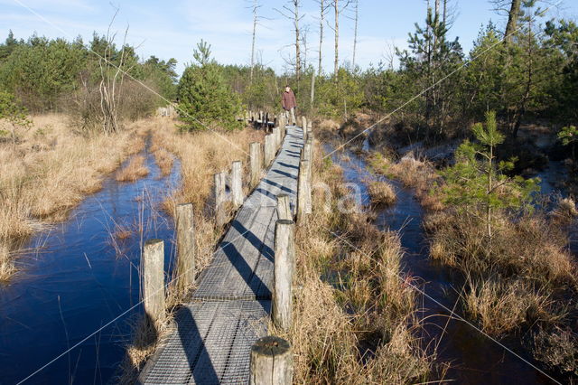 National Park Dwingelderveld