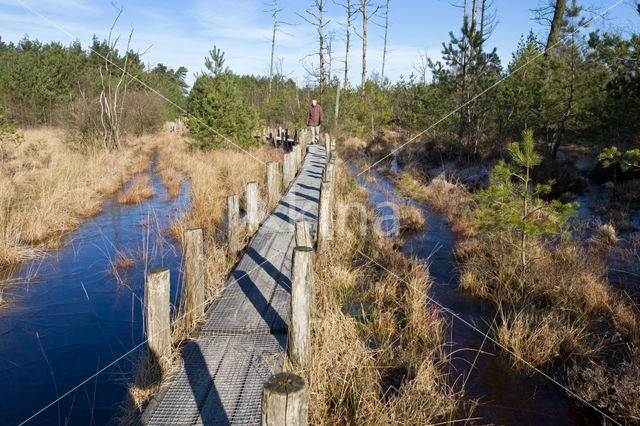 Nationaal Park Dwingelderveld