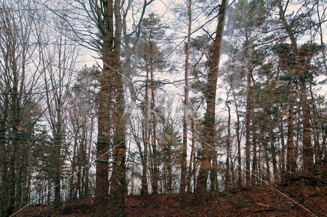 Nationaal Park Dwingelderveld