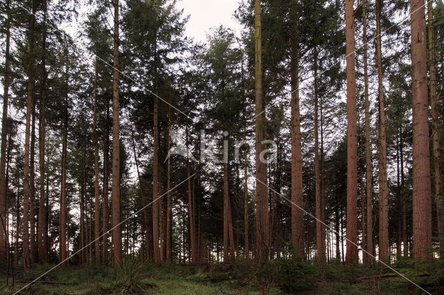 National Park Dwingelderveld