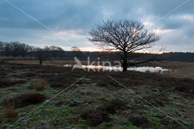 Dwingelderveld