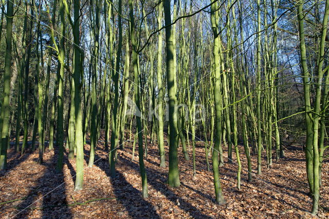 Nationaal Park Dwingelderveld