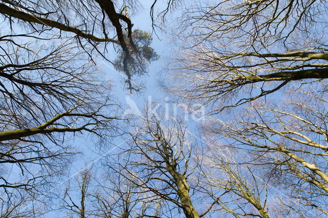 Nationaal Park Dwingelderveld