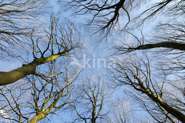 Nationaal Park Dwingelderveld