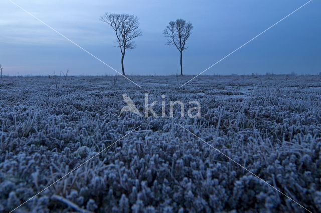 National Park Dwingelderveld