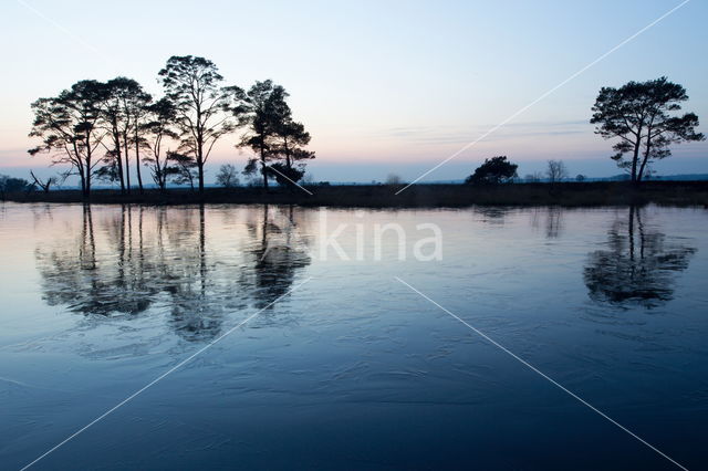 Scots Pine (Pinus sylvestris)