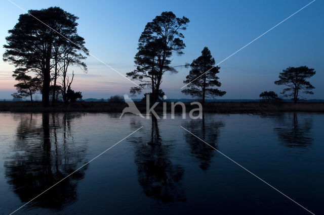 Grove den (Pinus sylvestris)