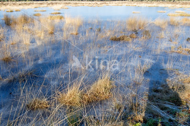 Nationaal Park Dwingelderveld