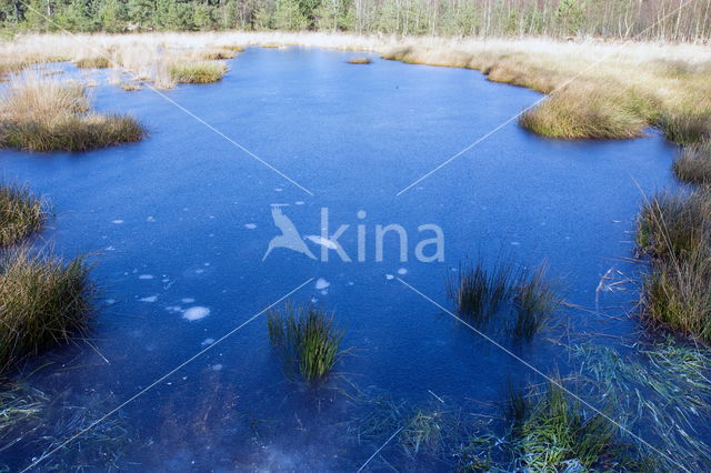 Nationaal Park Dwingelderveld