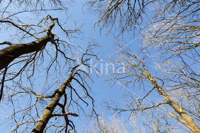 Nationaal Park Dwingelderveld