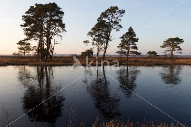 Grove den (Pinus sylvestris)