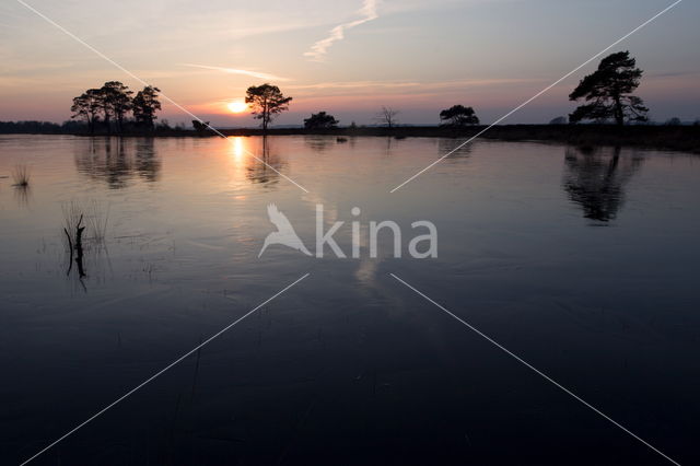 Scots Pine (Pinus sylvestris)