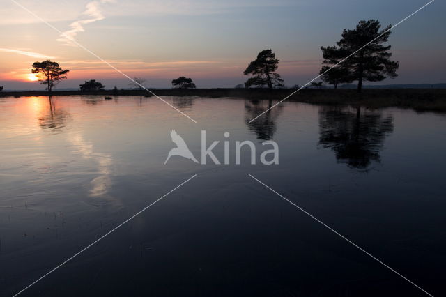 Scots Pine (Pinus sylvestris)