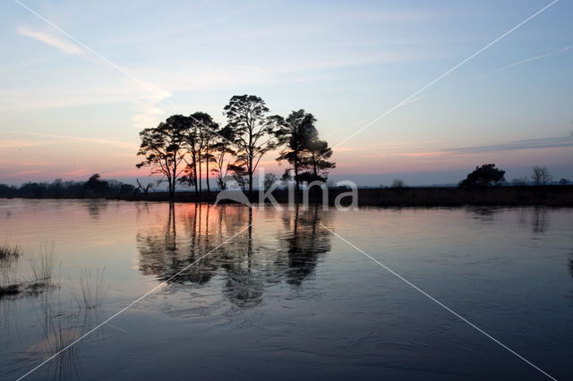 Grove den (Pinus sylvestris)